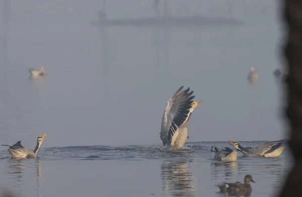 Bar Headed Geese Anser Indicus Floating River — 스톡 사진