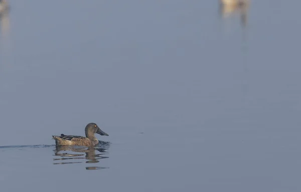 Closeup Shot Wild Duck Lake — Foto Stock