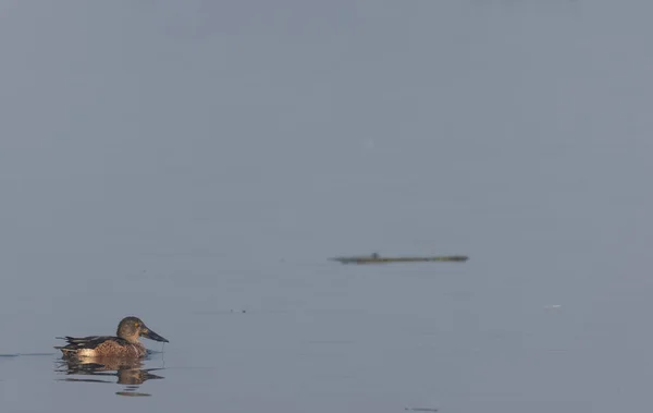 Nádherný Kachna Plavání Jezeře — Stock fotografie