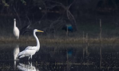 Sudaki beyaz balıkçıl