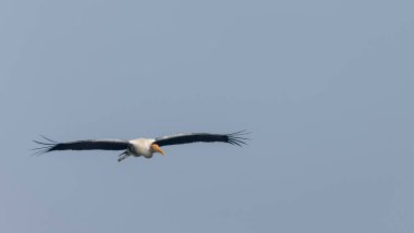Mavi gökyüzünde uçan vahşi kuş, doğa