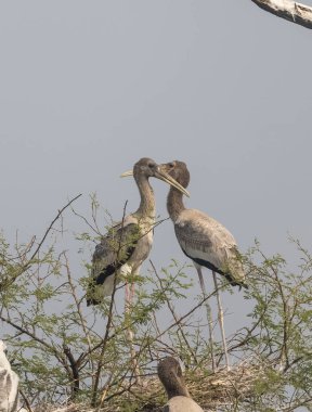 Yuvadaki güzel leyleklerin manzarası
