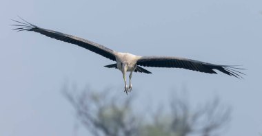 Doğada gökyüzünde uçan güzel bir kuş 