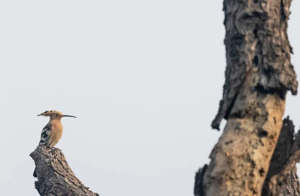 Schöner Vogel Der Natur Wildvogel — Stockfoto