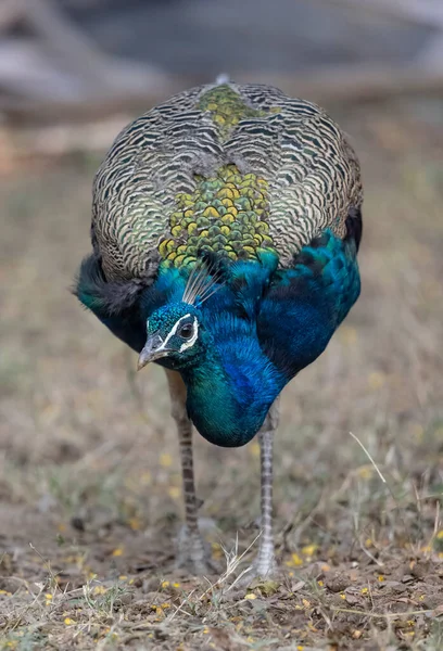 青い羽を持つ美しい孔雀 — ストック写真