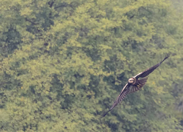 Hermoso Pájaro Volando Naturaleza Enfoque Selectivo —  Fotos de Stock