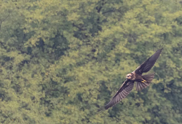 Величественная Летающая Птица Фоне Неба — стоковое фото