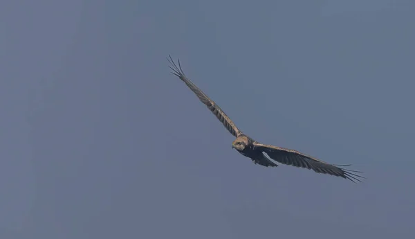 Majestueux Oiseau Volant Dans Ciel Sur Fond Ciel Bleu — Photo