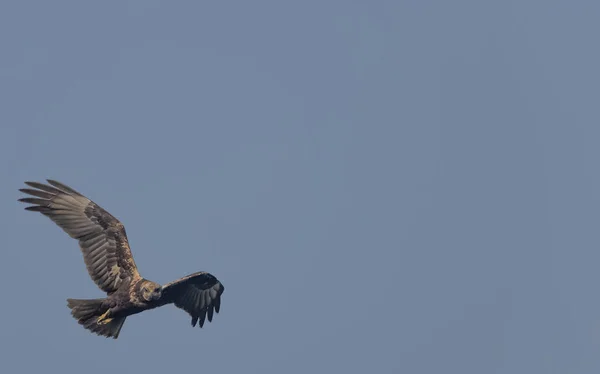 Majestuoso Pájaro Volando Cielo Sobre Fondo Azul Del Cielo —  Fotos de Stock