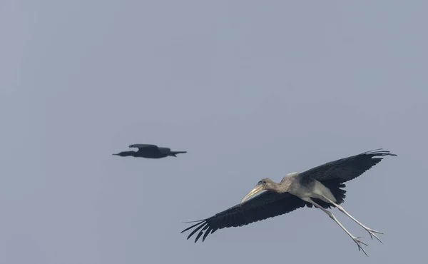 Vista Panorâmica Belos Pássaros Voando Céu — Fotografia de Stock