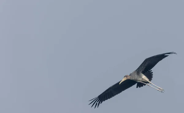 Uccello Selvatico Che Vola Nel Cielo Blu Natura — Foto Stock