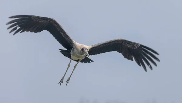 Gökyüzünde Uçan Güzel Kuşun Manzarası — Stok fotoğraf