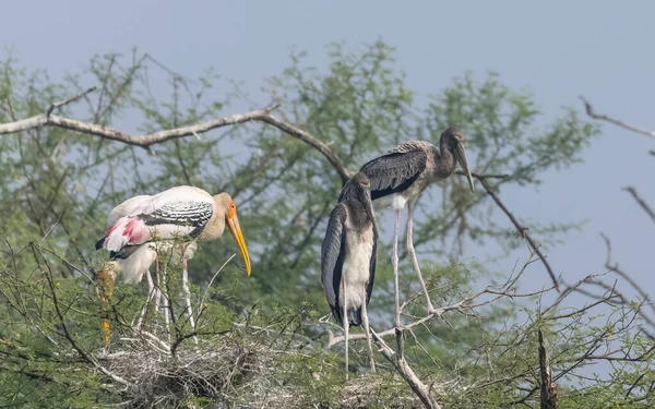 자연계의 위풍당당 황새의 — 스톡 사진