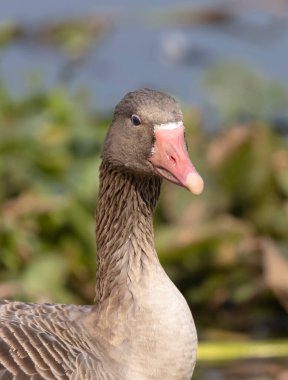 Greylag goose duck (Anser anser) perching on grass near water body. clipart