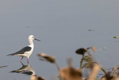 Kara kanatlı stilt (Himantopus himantopus) su kütlesinin üzerinde duruyor.