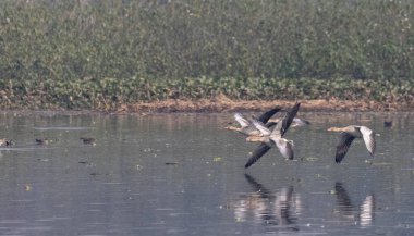 Greylag kaz ördekleri (Anser anser) su üzerinde uçuyor. 