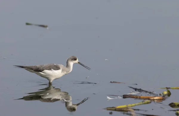 Close Shot Van Een Vogel Een Meer Met Het Blauwe — Stockfoto