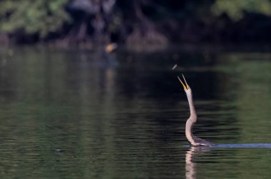 Doğulu Darter veya Hint yılan kuşu (Anhinga melanogaster) 