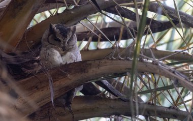 Baykuş ağaçta oturuyor, fauna 