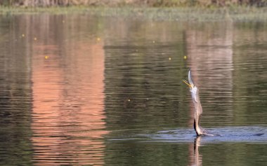 Doğu Darter veya Hint yılan kuşu (Anhinga melanogaster) su gövdesinde balık yakalar.