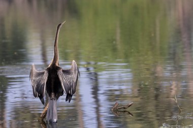 Doğu Darter veya Hint yılan kuşu (Anhinga melanogaster) su kütlesinin yanında tünemektedir..