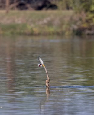 Doğu Darter veya Hint yılan kuşu (Anhinga melanogaster) su gövdesinde balık yakalar.