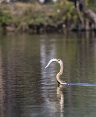 Doğu Darter veya Hint yılan kuşu (Anhinga melanogaster) su gövdesinde balık yakalar.