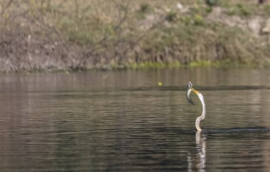 Doğu Darter veya Hint yılan kuşu (Anhinga melanogaster) su gövdesinde balık yakalar.