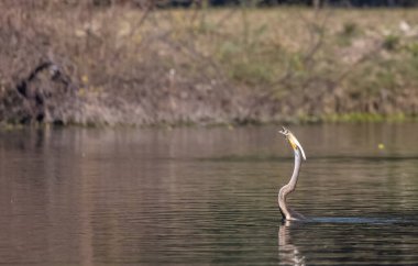 Doğu Darter veya Hint yılan kuşu (Anhinga melanogaster) su gövdesinde balık yakalar.