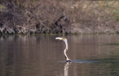 Doğu Darter veya Hint yılan kuşu (Anhinga melanogaster) su gövdesinde balık yakalar.