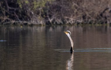 Doğulu Darter veya Hint yılan kuşu (Anhinga melanogaster) 