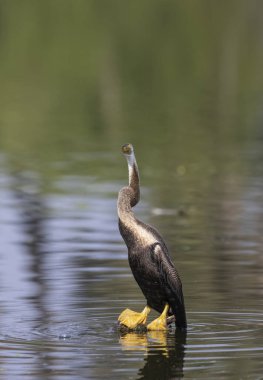 Doğu Darter veya Hint yılan kuşu (Anhinga melanogaster) su kütlesinin yanında tünemektedir..