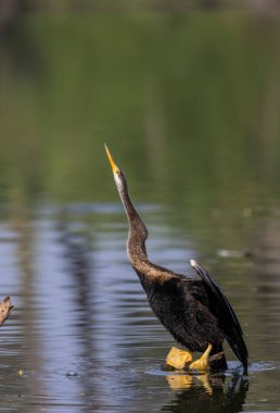 Doğu Darter veya Hint yılan kuşu (Anhinga melanogaster) su kütlesinin yanında tünemektedir..