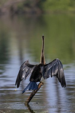 Doğu Darter veya Hint yılan kuşu (Anhinga melanogaster) su kütlesinin yanında tünemektedir..