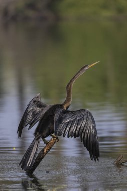 Doğu Darter veya Hint yılan kuşu (Anhinga melanogaster) su kütlesinin yanında tünemektedir..