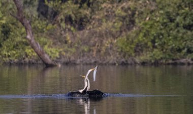 Doğulu Darter veya Hint yılan kuşu (Anhinga melanogaster) 