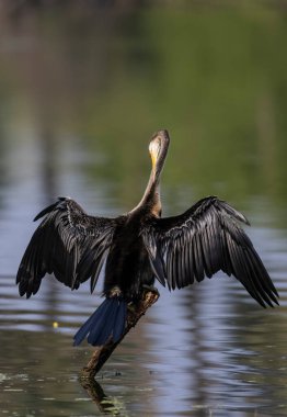Doğu Darter veya Hint yılan kuşu (Anhinga melanogaster) su kütlesinin yanında tünemektedir..