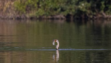 Doğulu Darter veya Hint yılan kuşu (Anhinga melanogaster) 