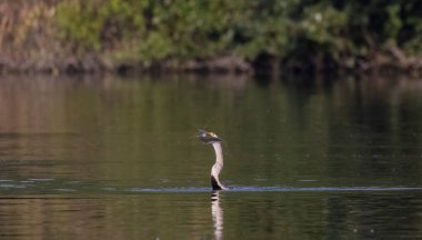 Doğu Darter veya Hint yılan kuşu (Anhinga melanogaster) su gövdesinde balık yakalar.