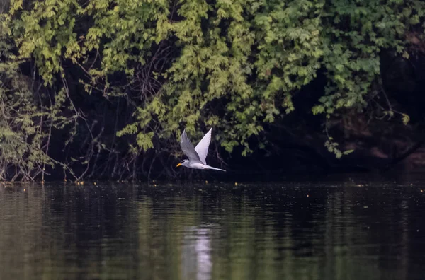 Göl üzerinde uçan bir kuş, fauna 
