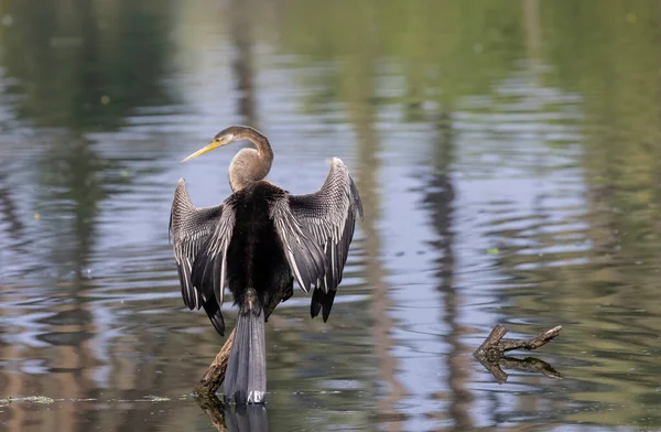 Восточная Тёмная Индийская Змея Anhinga Melanogaster — стоковое фото