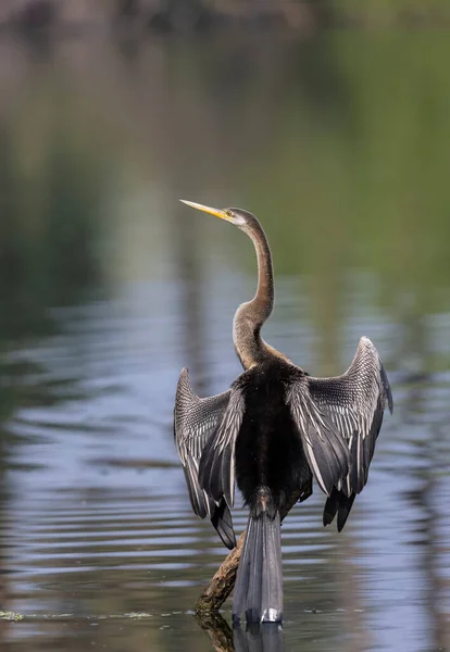 Oosterse Darter Indische Slangenvogel Anhinga Melanogaster Hoog Bij Het Waterlichaam — Stockfoto