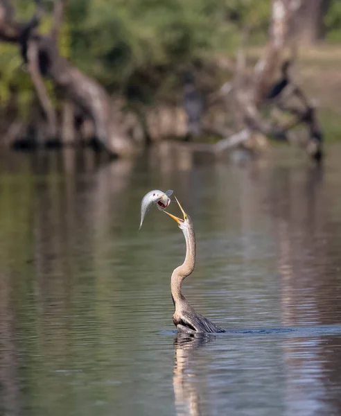 Восточная Тёмная Индийская Змея Anhinga Melanogaster Ловит Рыбу Водоёме — стоковое фото