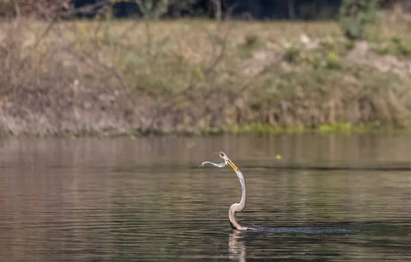 Oriental Darter Indian Snake Bird Anhinga Melanogaster Catching Fish Water — Φωτογραφία Αρχείου