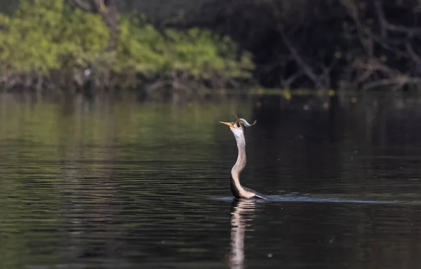 Orientalischer Darter Oder Indischer Schlangenvogel Anhinga Melanogaster Der Fische Gewässer — Stockfoto