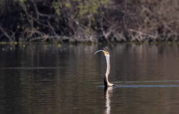 Orientalny Ptak Czarterowy Lub Indyjski Ptak Wężyk Anhinga Melanogaster Łowiący — Zdjęcie stockowe