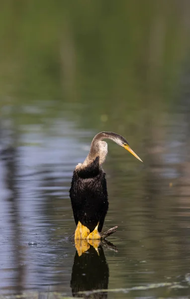 Oosterse Darter Indische Slangenvogel Anhinga Melanogaster Hoog Bij Het Waterlichaam — Stockfoto