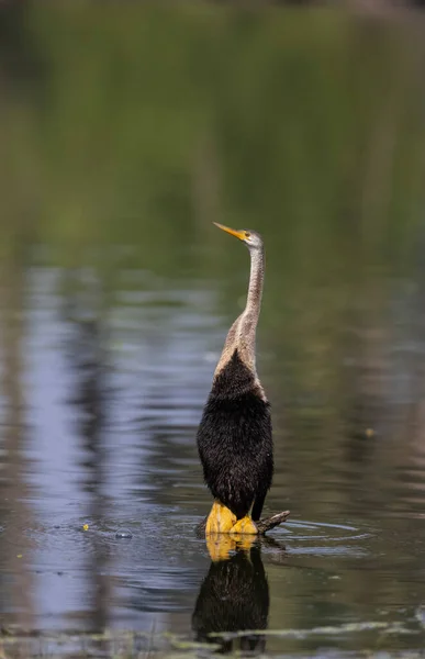 Darter Oriental Ave Serpiente India Anhinga Melanogaster — Foto de Stock