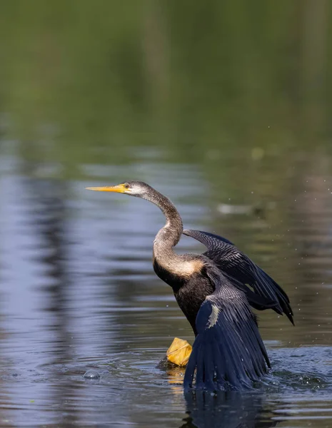 Oriental Darter Indian Snake Bird Anhinga Melanogaster Perching Water Body — Fotografia de Stock