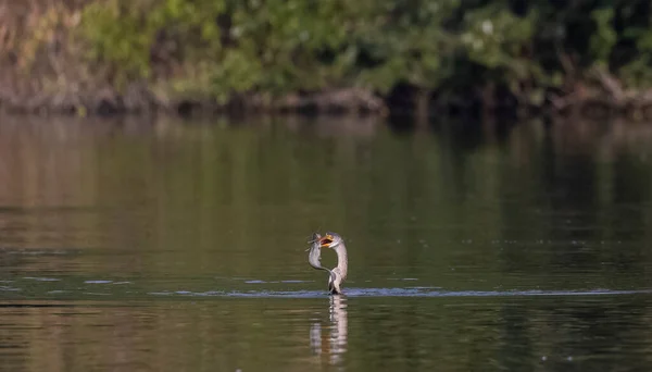 Oriental Darter Oder Indischer Schlangenvogel Anhinga Melanogaster — Stockfoto